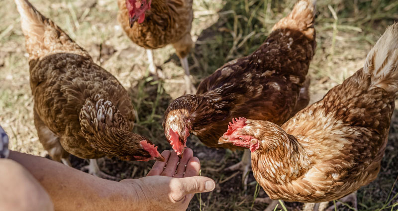 Nourrir les poules