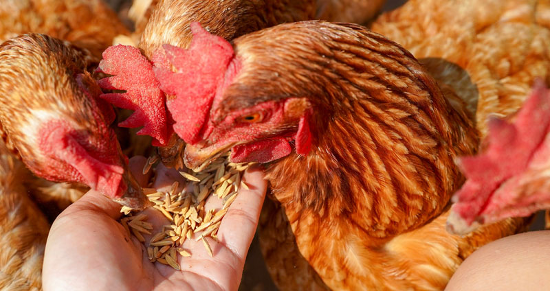 CerealesGallinas