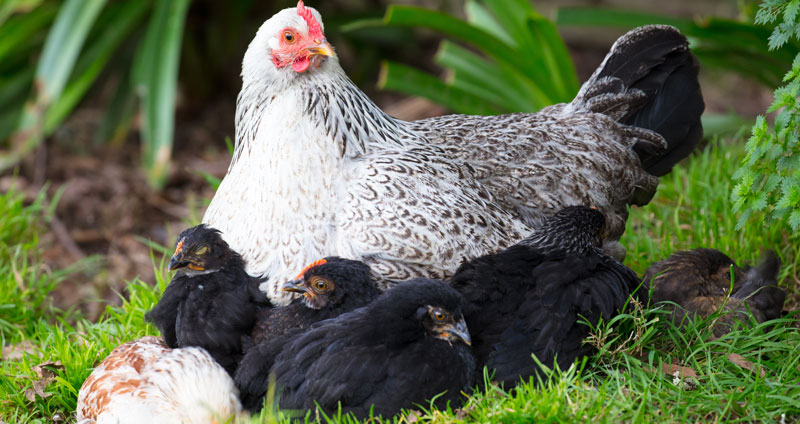 fuego Metáfora oleada Diferencia entre gallina ponedora y reproductora - Mundogallina