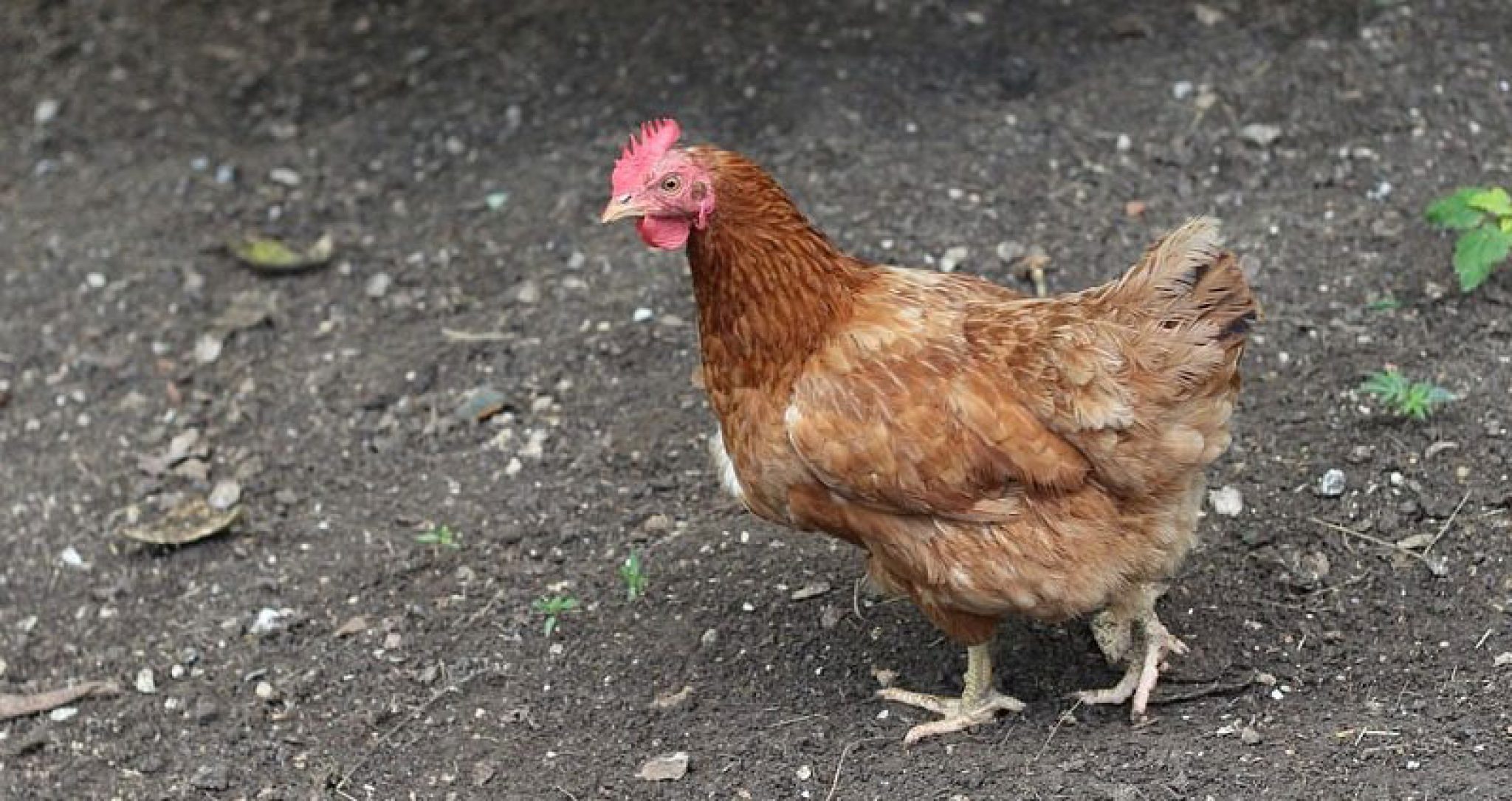 Razas de gallinas españolas - Mundogallina