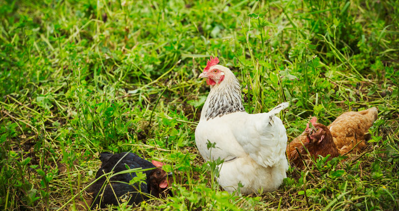 PoulesPré