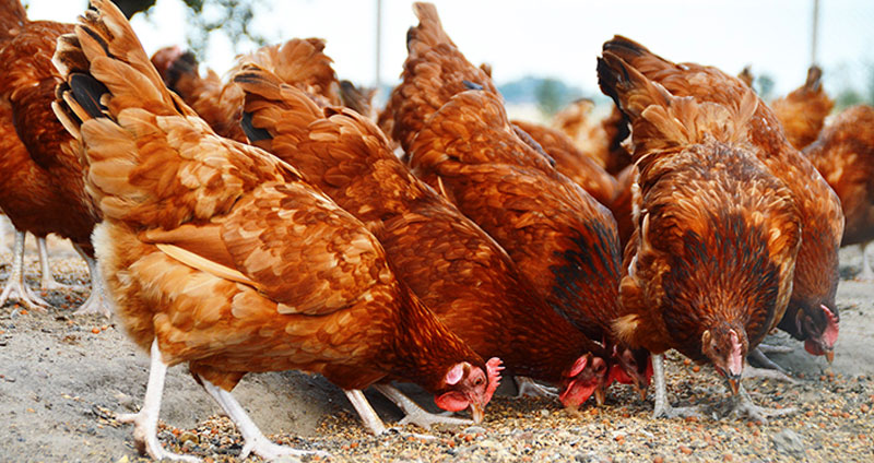 Alimentation écologique