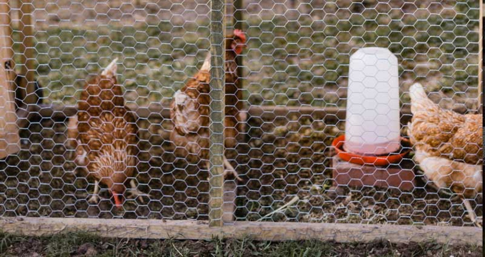 Fabricacion De Perchas Para Gallinas ¿Cómo hacer un corral para gallinas? - 2022