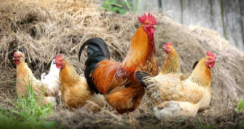 Granja de gallinas ecológicas 2023 Granja de gallinas ecológicas 2023
