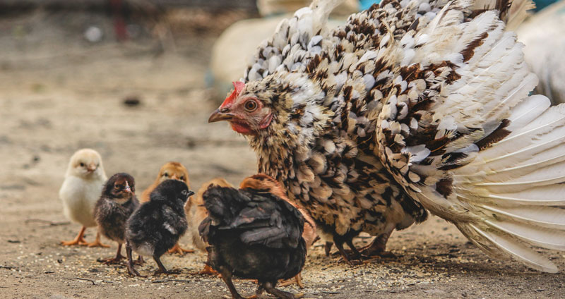 Fascinar Eclipse solar Testificar Cómo se reproducen las gallinas - Mundogallina