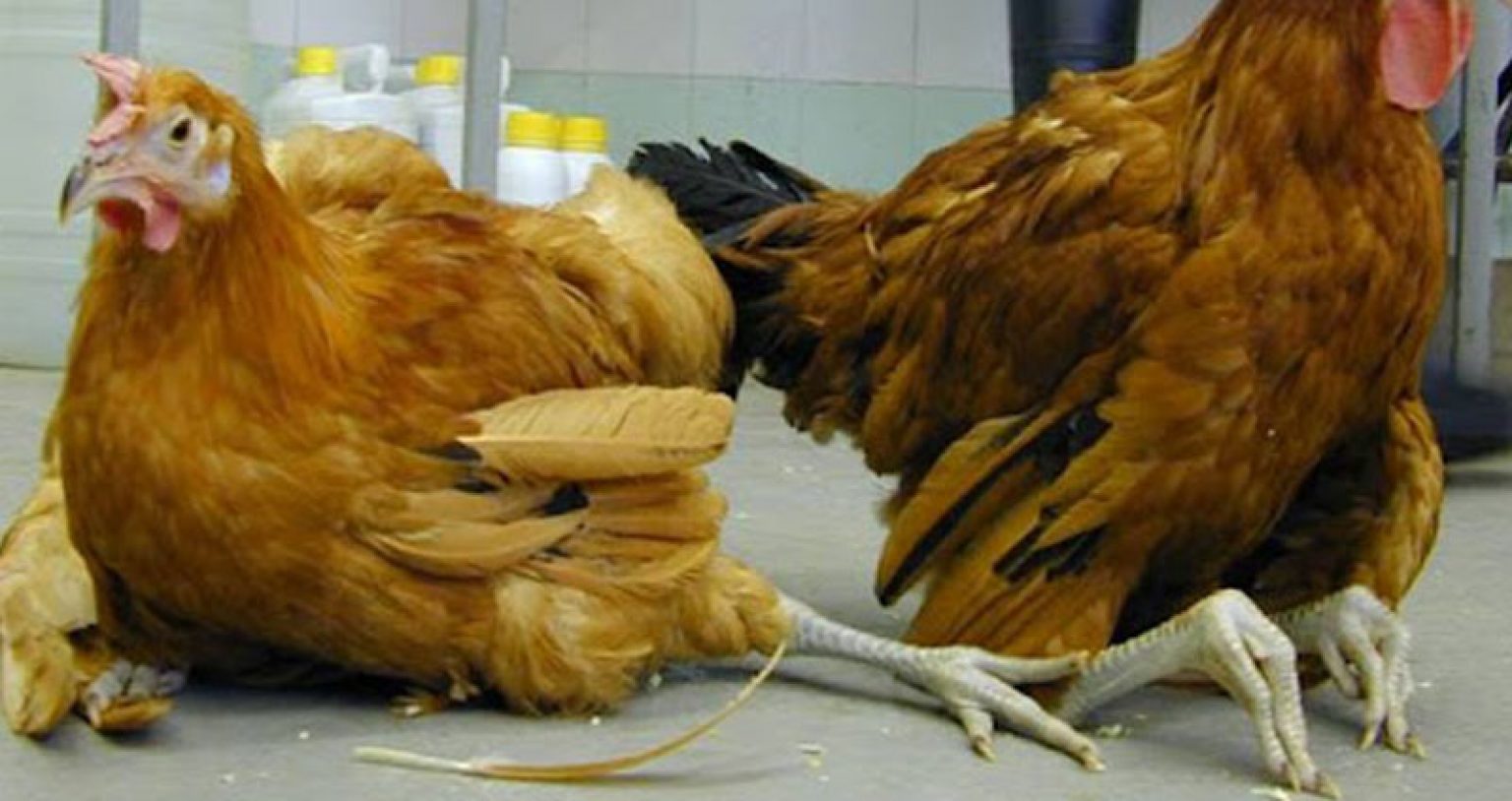 Comment guérir la maladie de Marek chez les poulets