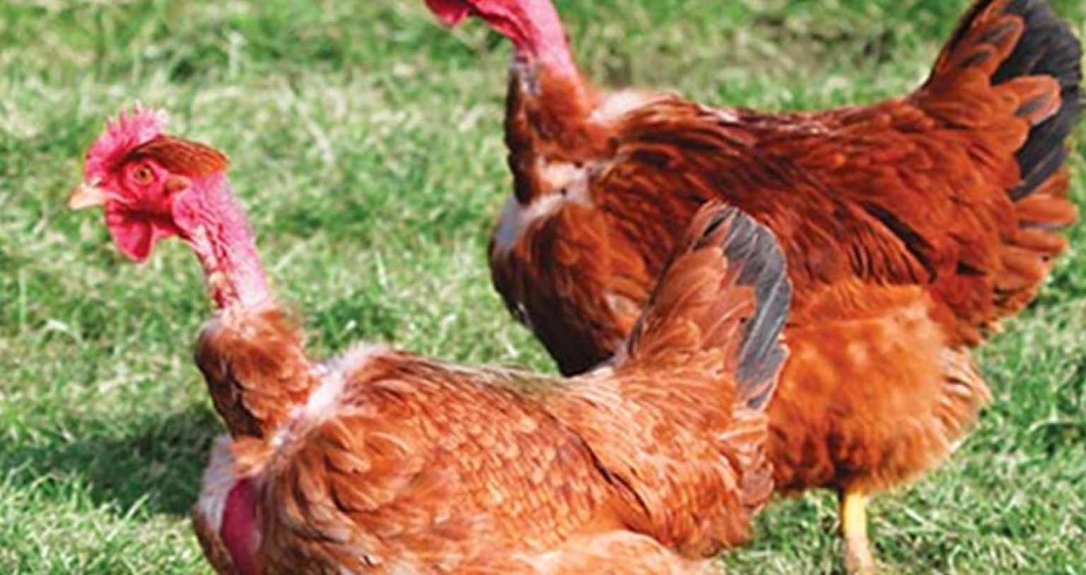 Gallinas de cuello pelado - Mundogallina